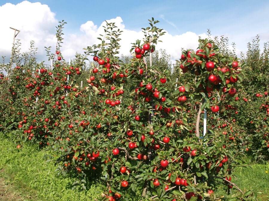 Nemusíme mít vlastní zahradu, abychom jedli poctivé ovoce